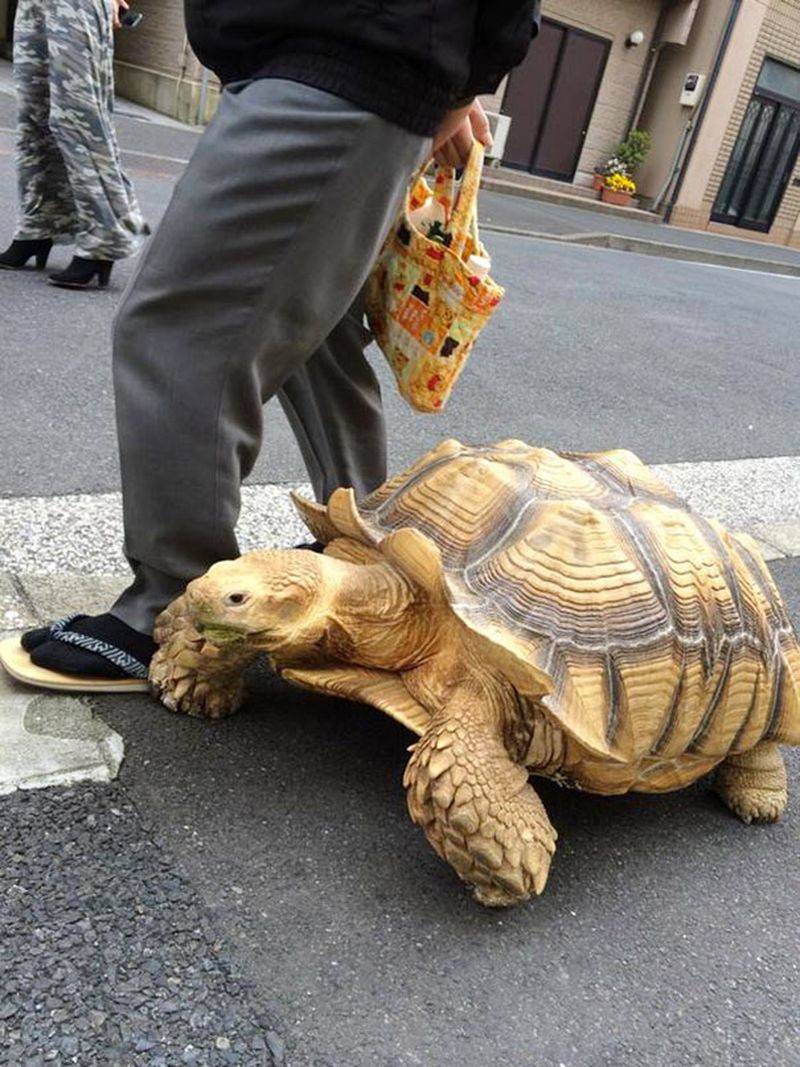 Выгул черепах на улице - все о черепахах и для черепах. как найти черепаху если она потерялась: в доме и на улице