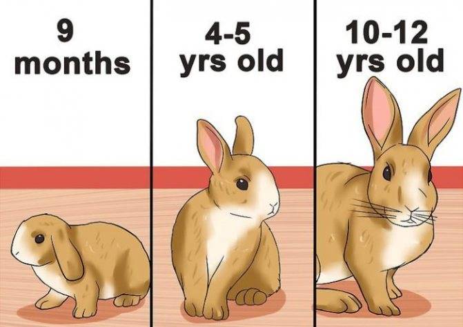 Декоративные кролики сколько живут, как увеличить срок жизни