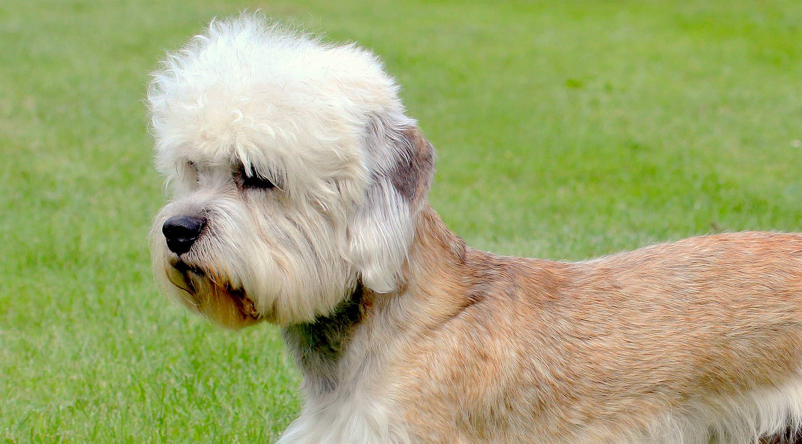 Характеристика породы собак денди-динмонт-терьер: внешность, характер, уход