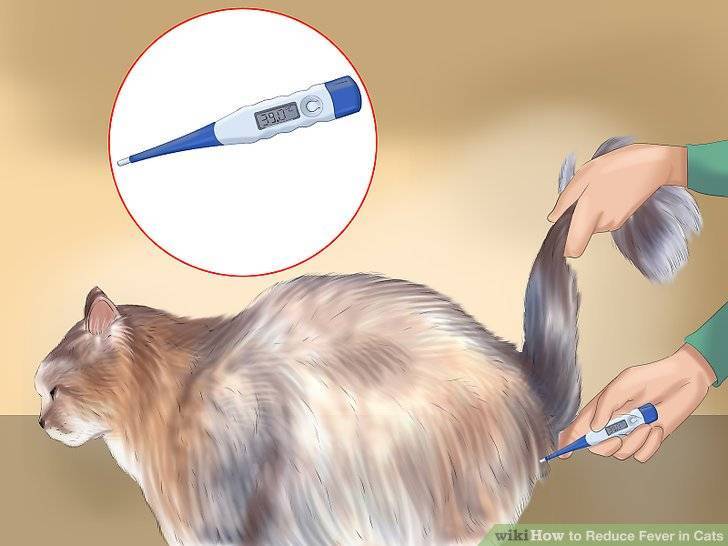 Температура тела кошки – норма и отклонения, как измерить, что делать при повышении и понижении