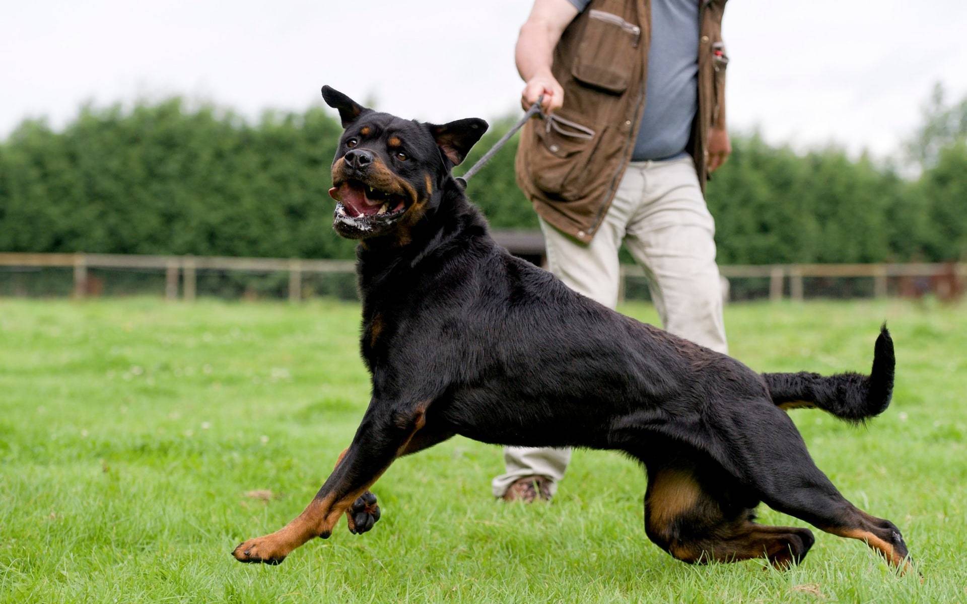 Топ-10 самых сильных собак в мире по версии сайта vashipitomcy.ru | ваши питомцы