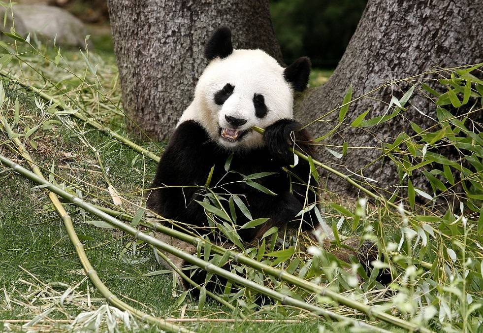 Большая панда – таинственный бамбуковый медведь