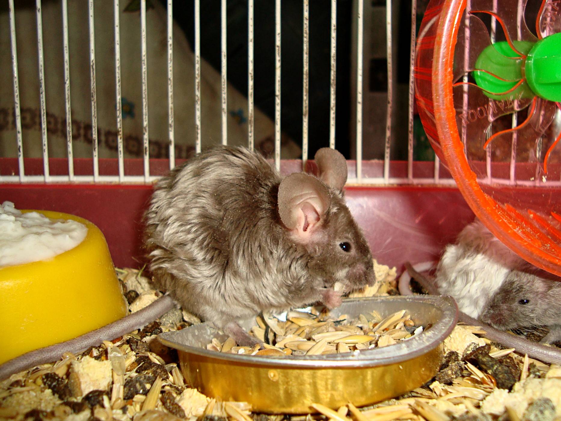 Кормление декоративных мышей | мыши | ptichka.net - домашние питомцы