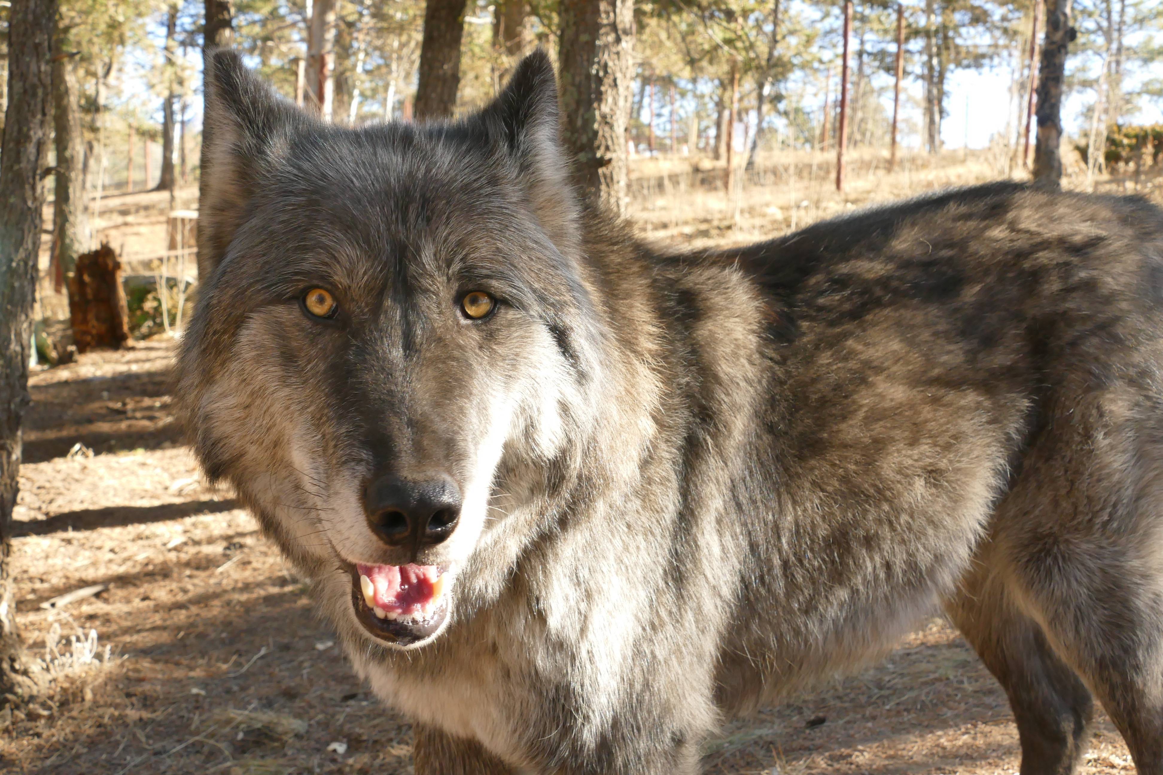 Всё о помеси собаки и волка: название породы, как выглядит собака