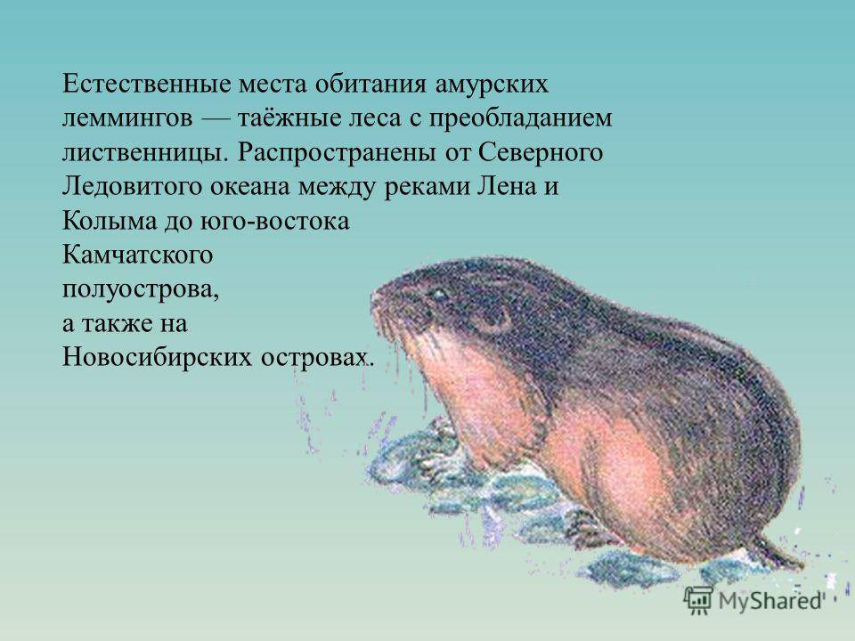 Животные степи россии: условия их обитания, описание мелких и крупных видов - tarologiay.ru