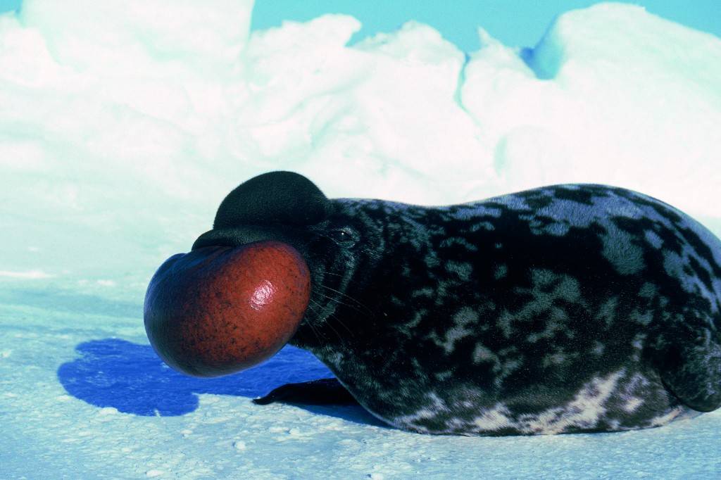 Тюлень: все самое интересное о образе жизни, внешнем виде, повадкам