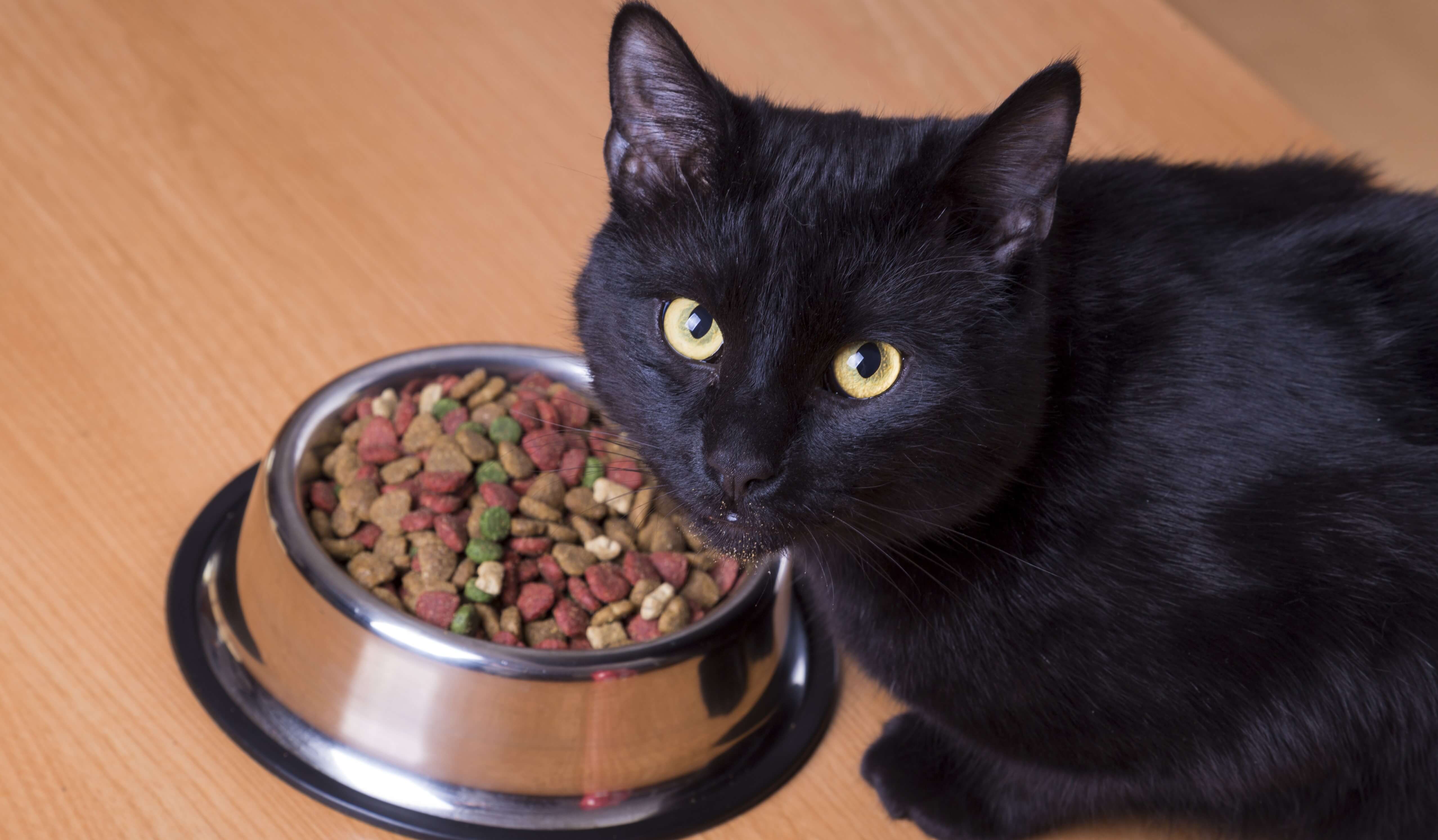 Кот отказывается от еды: норма или патология, что делать, когда нужно обратиться к врачу
