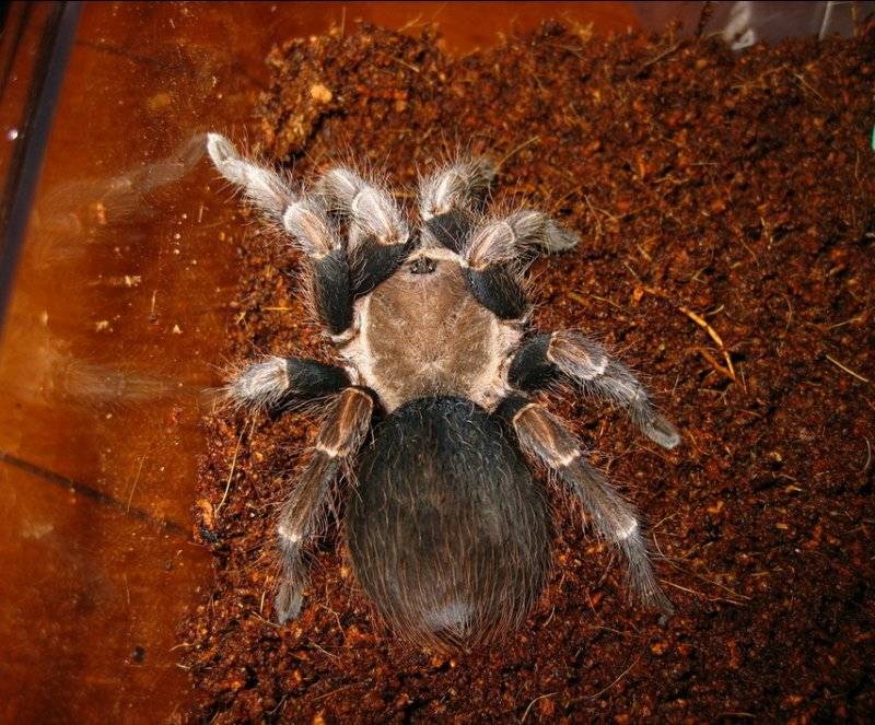 Ресурс заблокирован - resource is blocked
содержание паука птицееда: как определить его пол, уход и кормление, сколько живут пауки в домашних условиях?