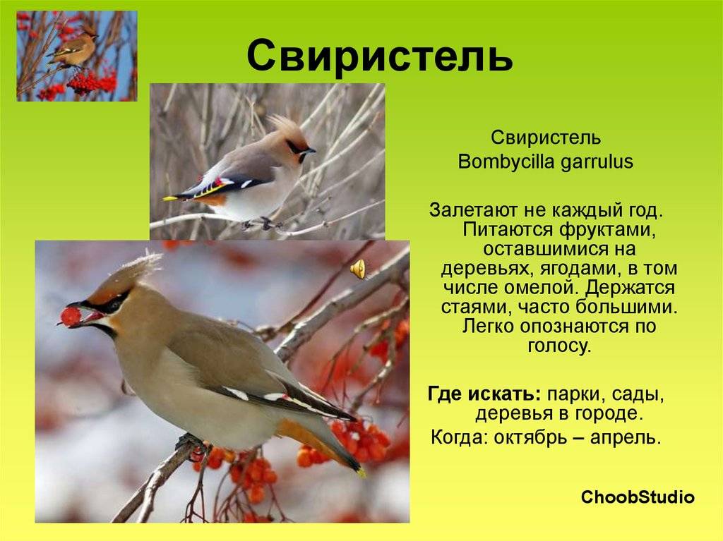 Свиристель - певчая перелетная птица: фото, описание, послушать как поет свиристель
