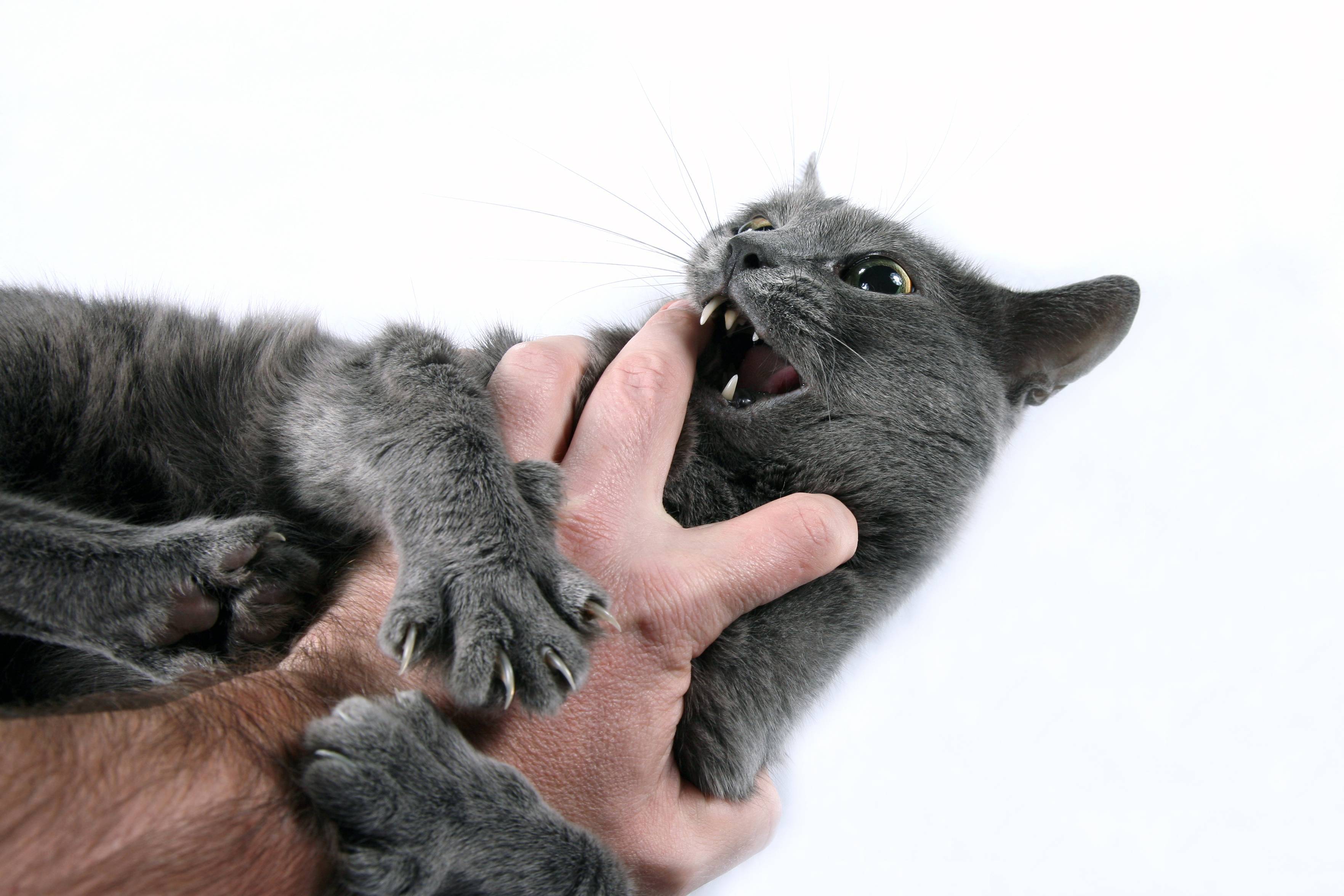 Почему кот кусает за ноги хозяйку: что делать, причины