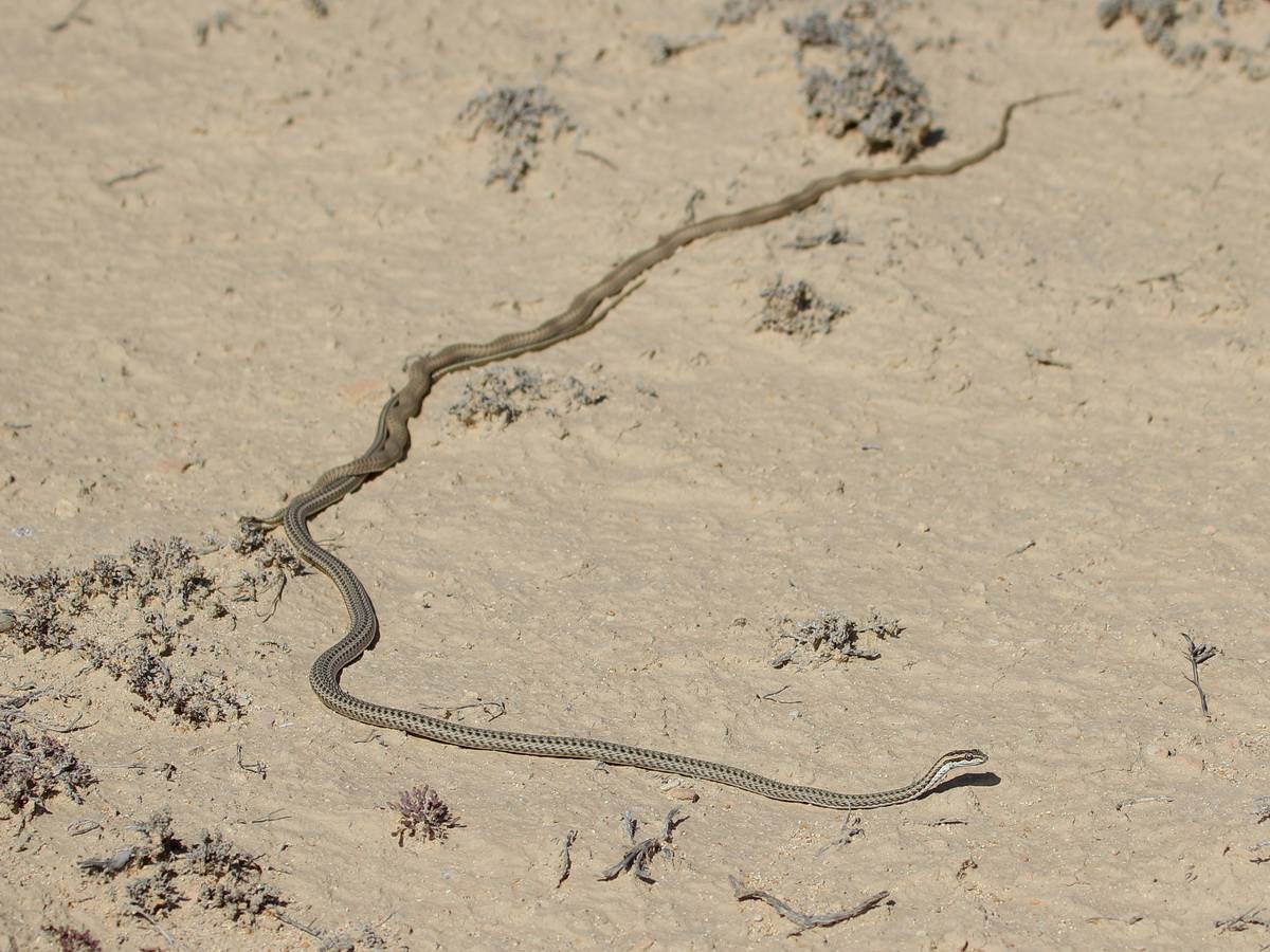Змея-стрела: описание вида и его особенности. — жизнь на 123ru.net
