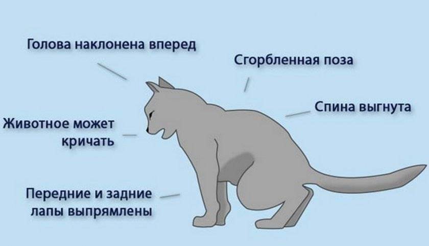 Судороги у кошки: в чем причины, когда спит, перед смертью, после стерилизации, есть спазмы, его трясет, что делать