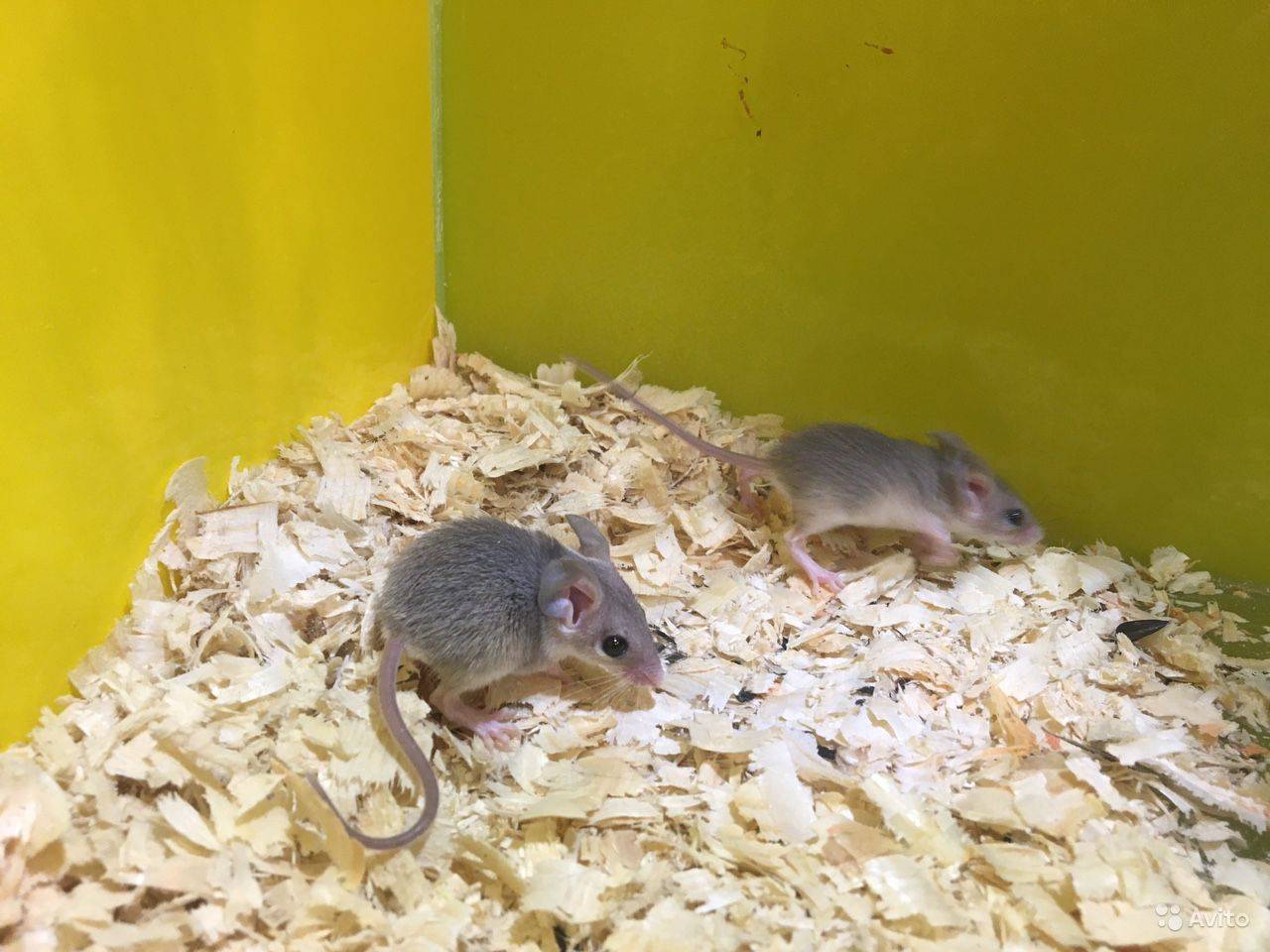 Иглистая мышь - мышиные | некоммерческий учебно-познавательный интернет-портал зоогалактика