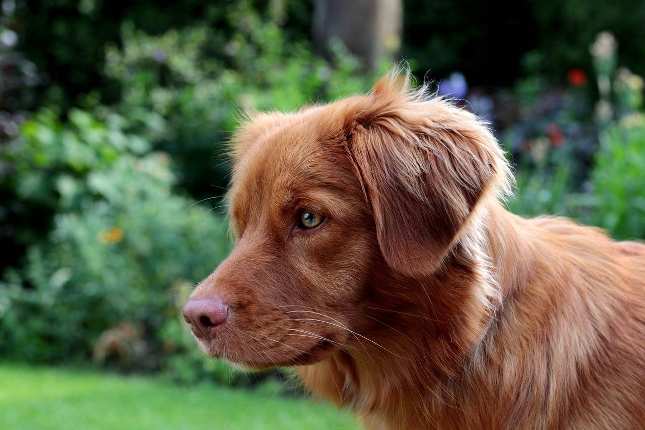 Новошотландский ретривер (толлер): описание породы собаки, фото, характер, уход и содержание, щенки