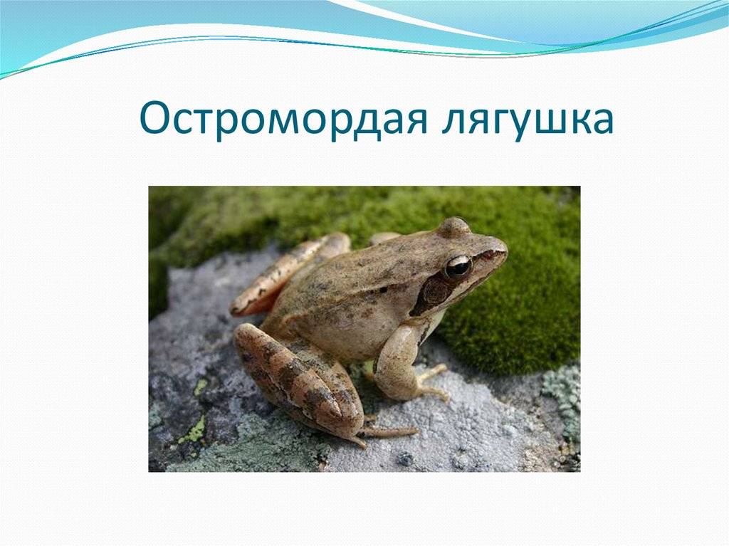 Остромордая лягушка: описание, места обитания, образ жизни, размножение