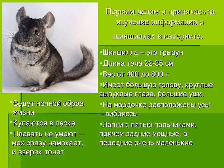 Шиншилла это — описание зверька, родина, поведение в домашних условиях, интересные факты