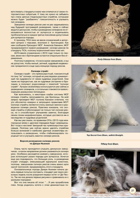 Рагамаффин, кошка: описание породы, характер, особенности и уход
