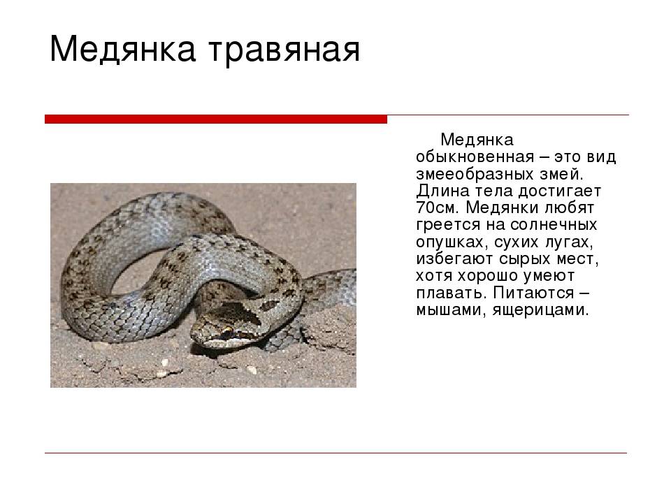 Медянка обыкновенная: описание вида ужеобразных змей, ареал, образ жизни, фото