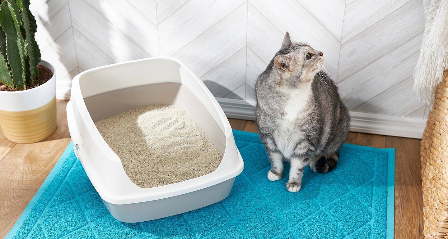 Как приучить котенка к лотку в квартире за 1 день: экспресс-метод | ваши питомцы