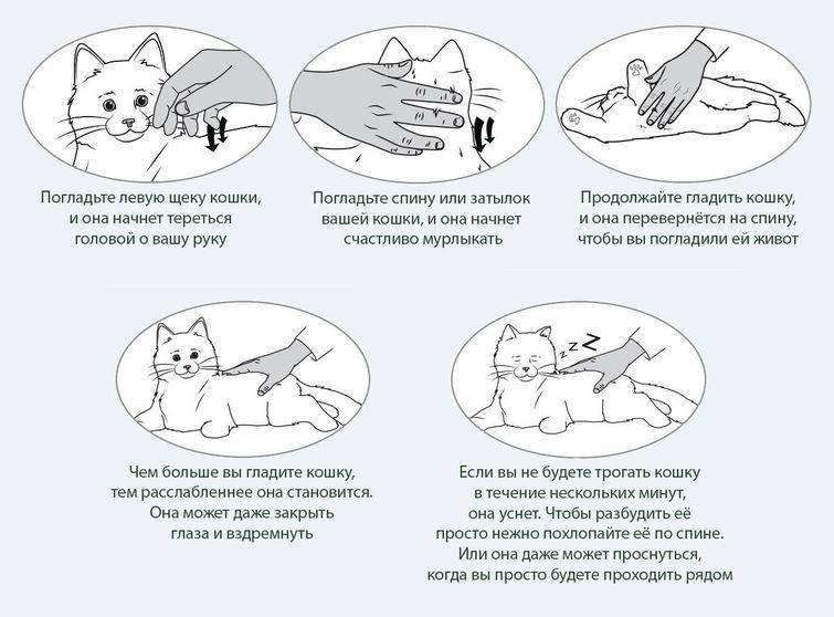 Как сделать массаж кошке - основные правила
