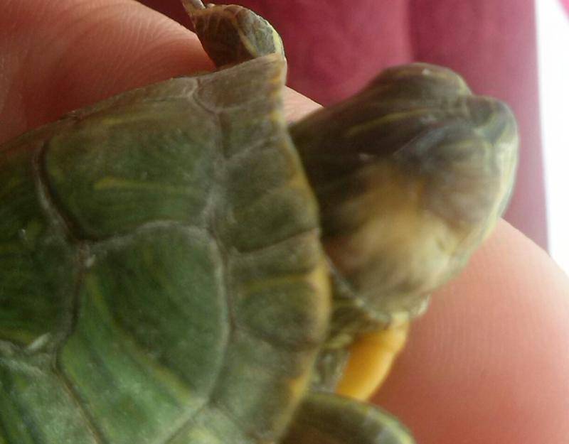Болезни черепах - симптомы и способы лечения