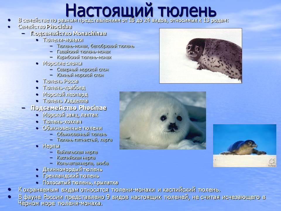 Ушастые тюлени: представители семейства, особенности внешнего вида и поведения
