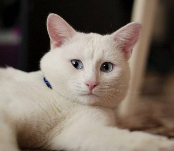 Почему белые кошки глухие и все ли они такие?