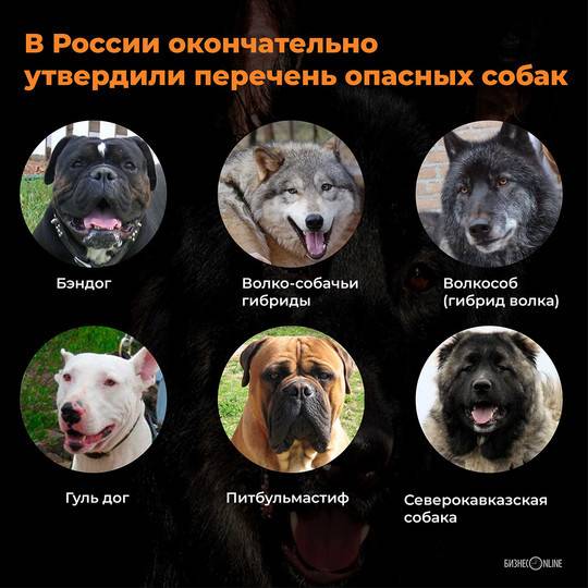Введение перечня потенциально опасных пород собак правительством рф: список пород, требования к владельцам и ответственность