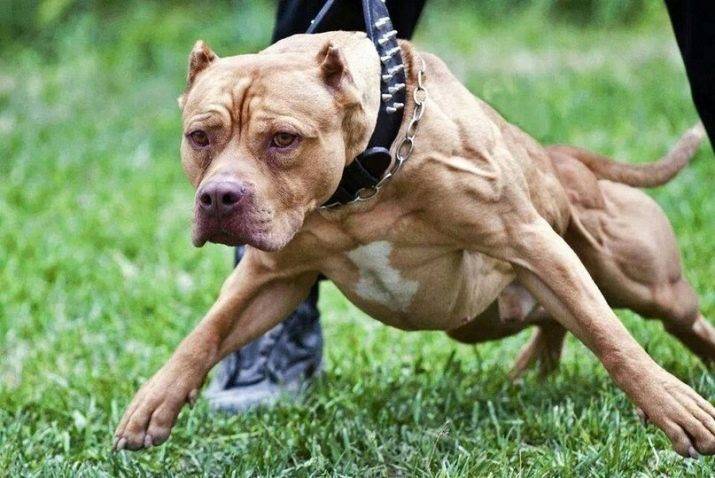 Самая злая собака в мире — фото и описание