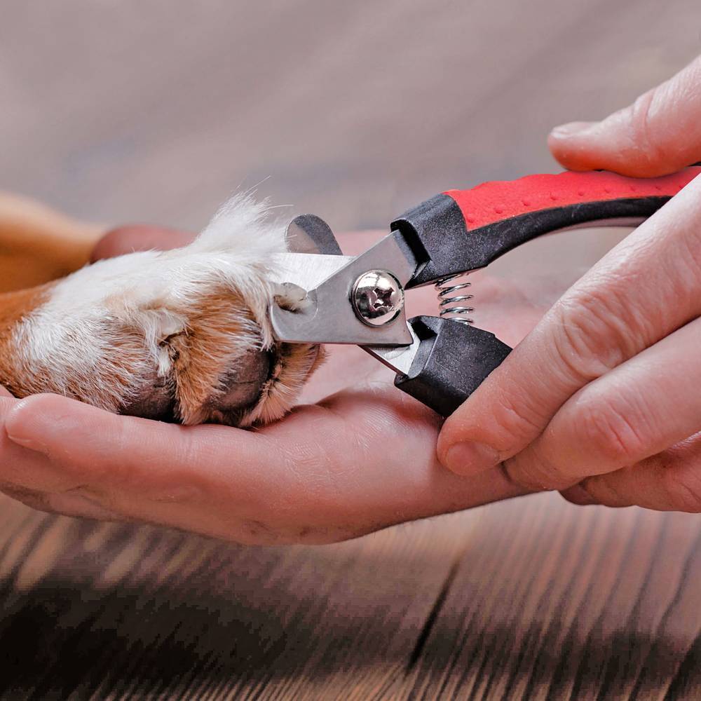 Как правильно стричь ногти собаке в домашних условиях?