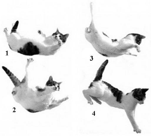 Синдром падения с высоты у кошек