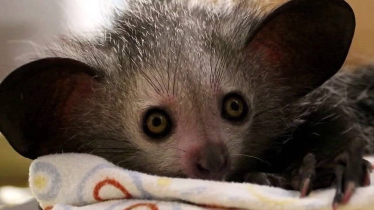 Мадагаскарская руконожка – жизнь диких животных