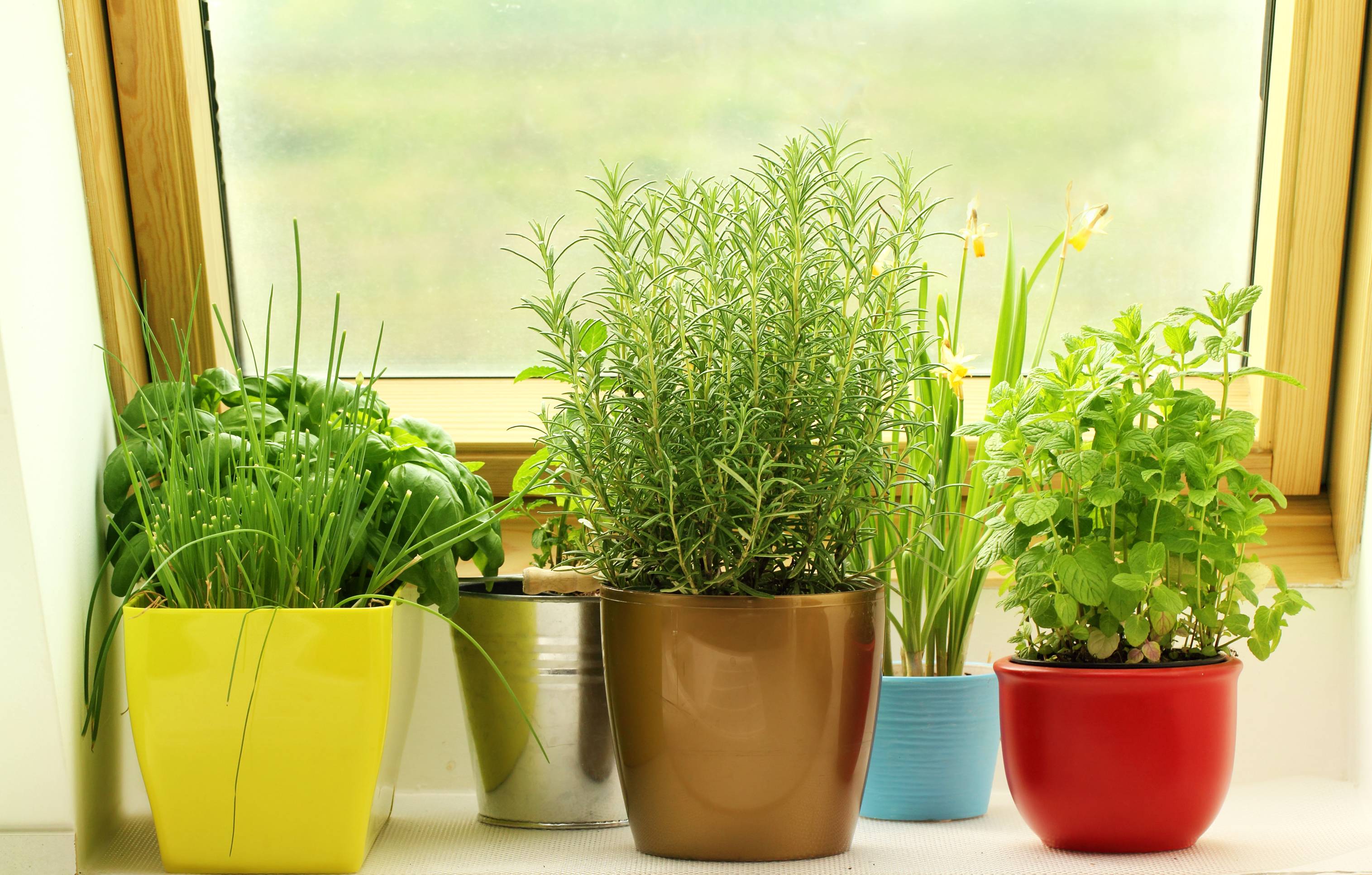 Что можно вырастить из косточки в домашних условиях? | топ-28 обычных и необычных растений | (фото & видео) +отзывы