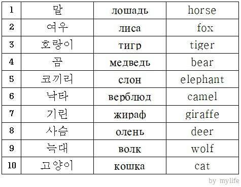 Примеры японских и корейских кличек для котов: варианты со значением