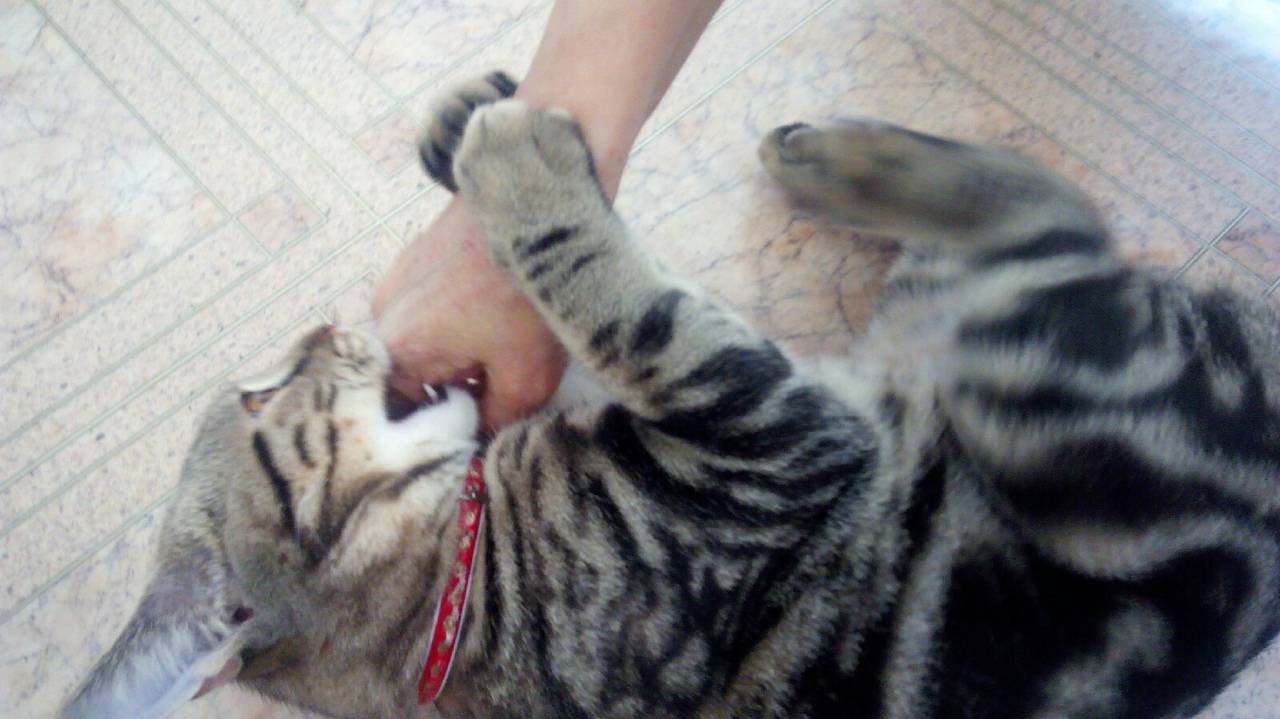Как отучить кошку кусаться
