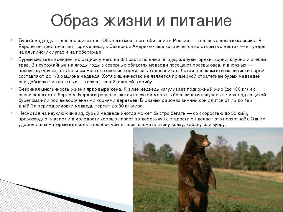 Бурый медведь. образ жизни и среда обитания бурого медведя | животный мир