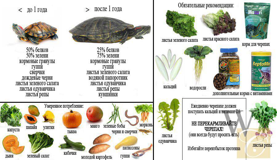 Растительная пища в рационе красноухих черепах