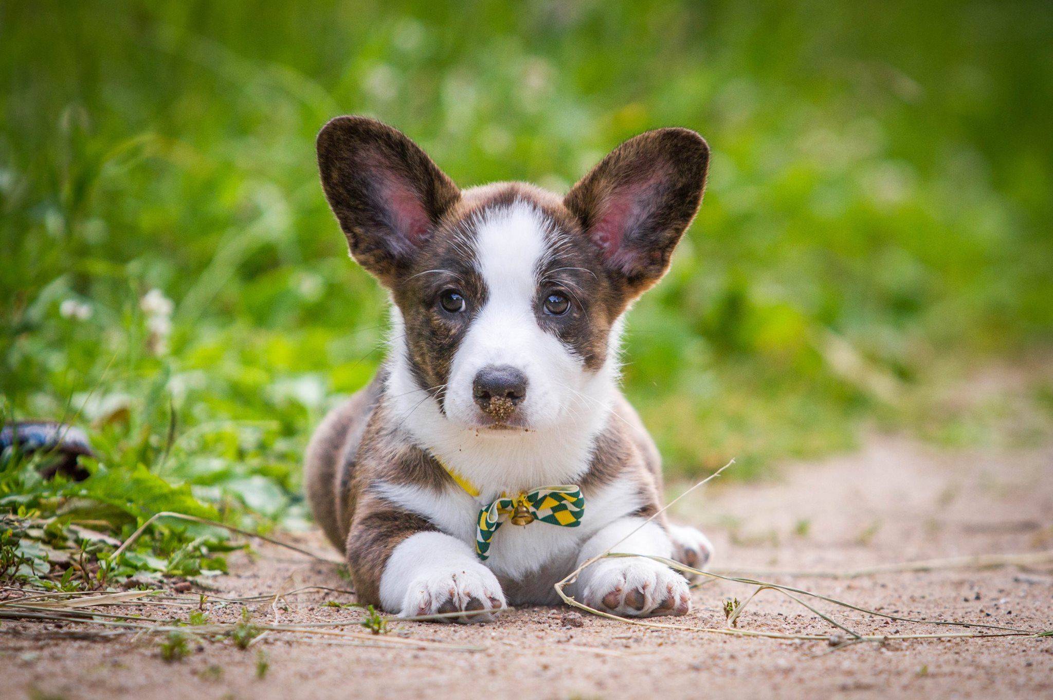Вельш-корги-кардиган: характер собак и описание породы по стандарту с фото щенков и отзывами владельцев