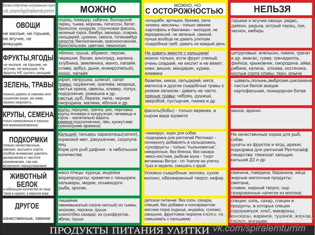 Что едят разные виды улиток в домашних условиях?