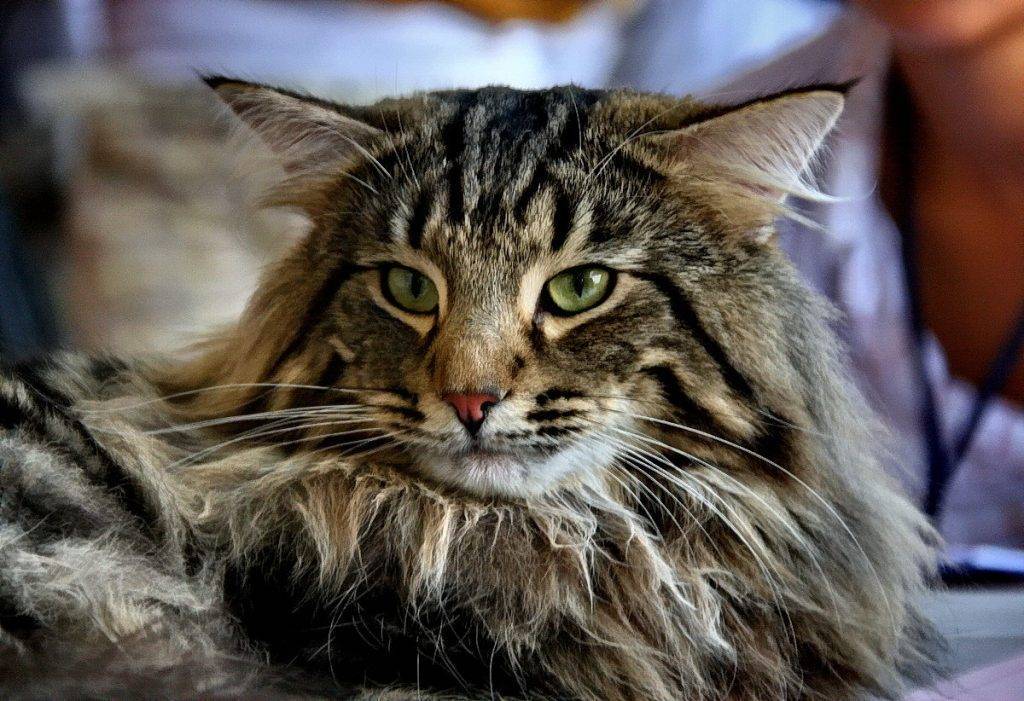 Норвежская лесная кошка: описание породы, характер, стандарт, уход