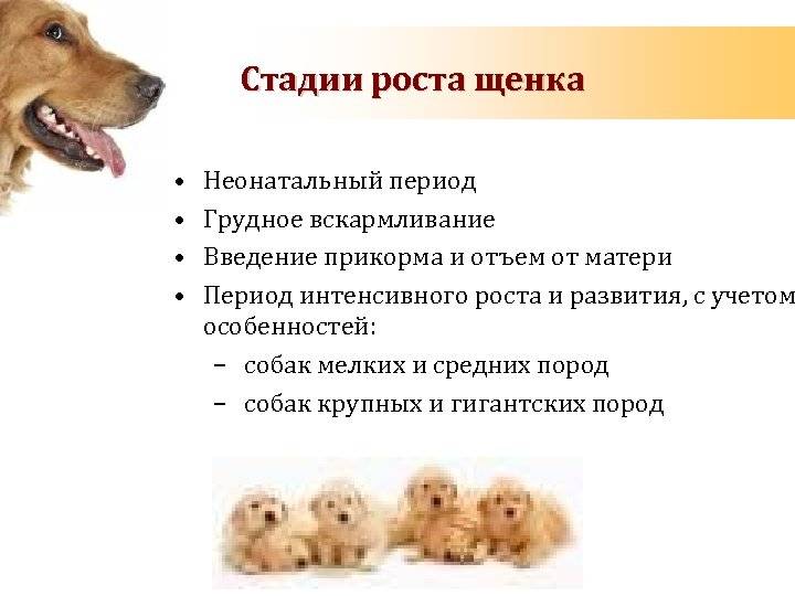 Как ухаживать за щенком – рекомендации заводчиков | dogkind.ru