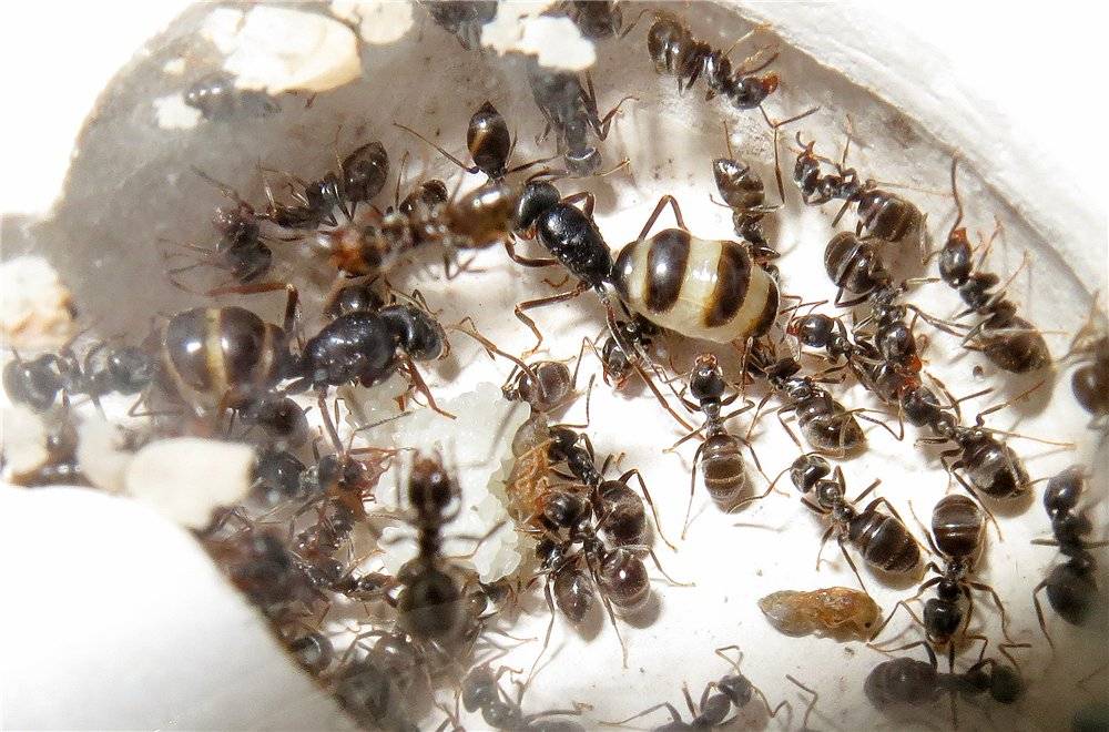 Как выглядит матка муравья? гнездо в квартире: как найти и избавится от него?