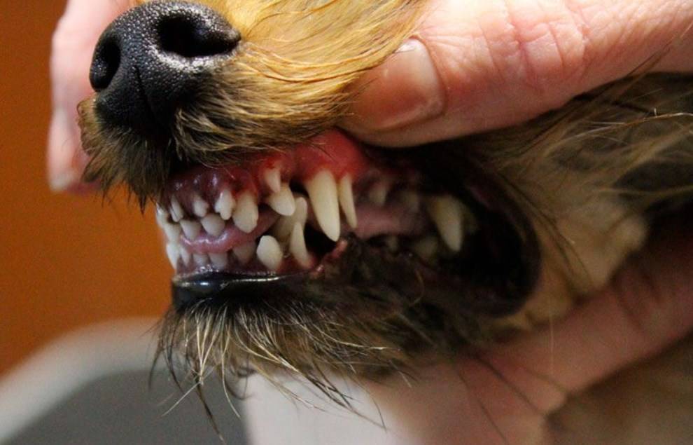 Смена зубов у щенков: когда меняются и появляются коренные - zverki.click - домашние животные