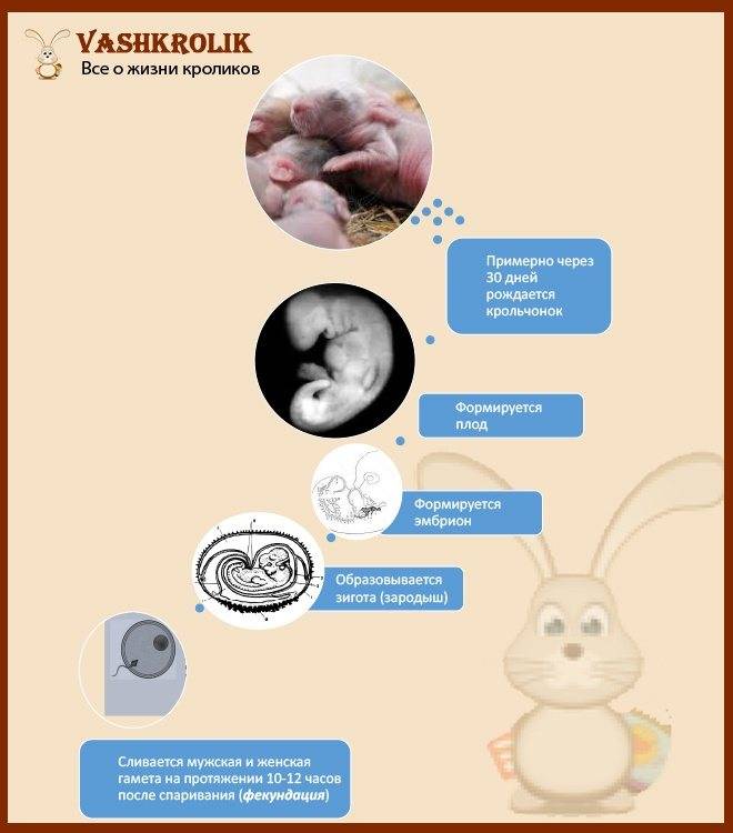 Беременность и окот кроликов — сроки вынашивания и другие особенности