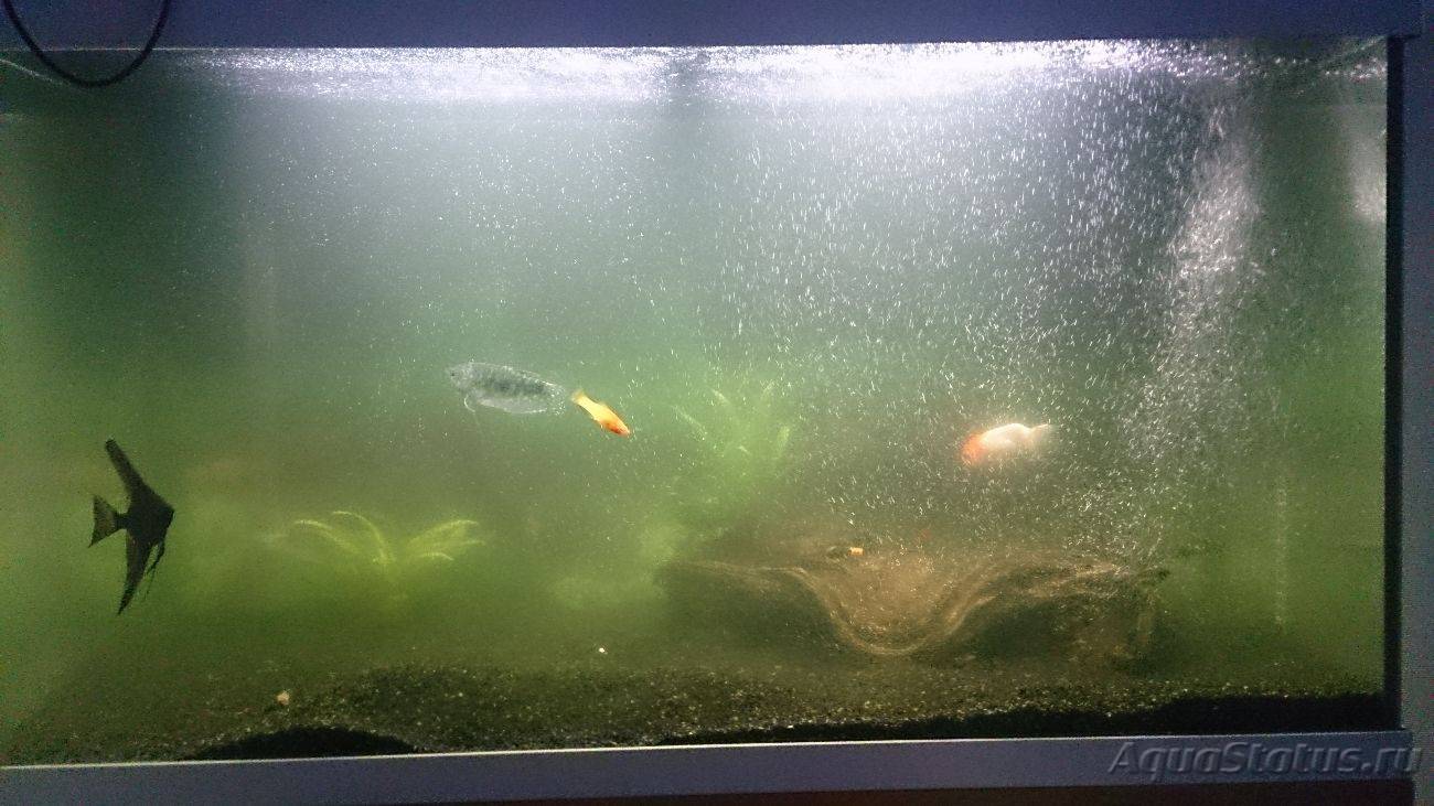Помутнела вода в аквариуме после запуска рыб