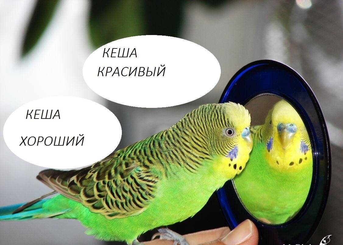 Как научить попугая говорить: 11 шагов