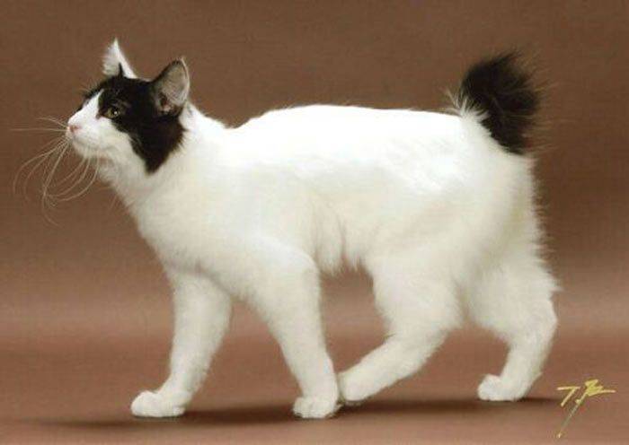 Японский бобтейл: описание породы, фото кошки, характер и поведение, отзывы владельцев