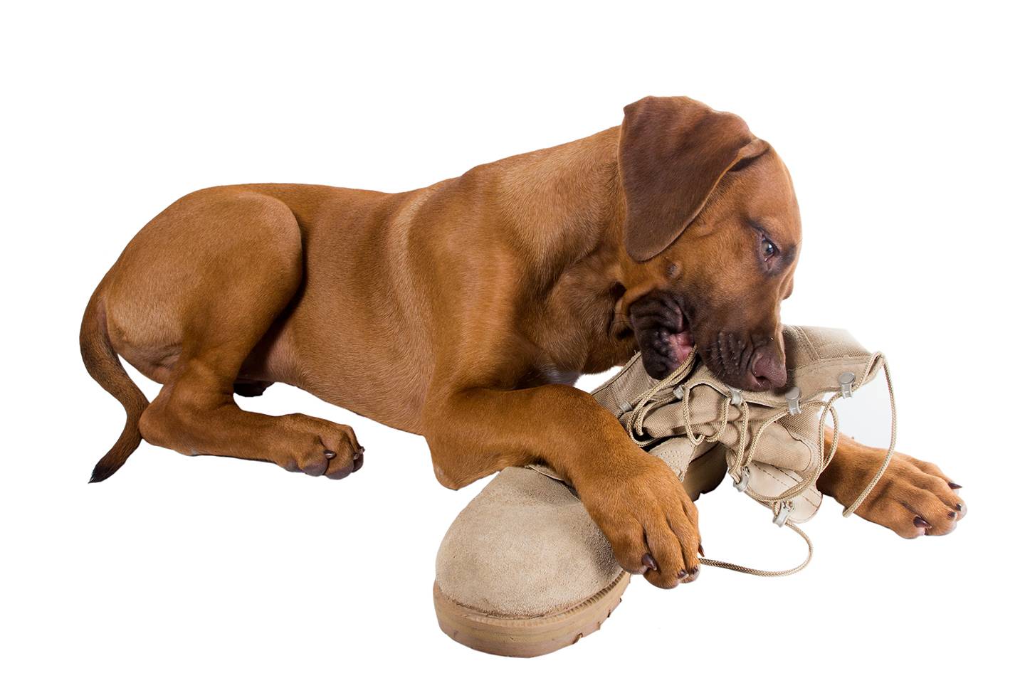 Анальные железы у собак: тот еще геморрой!