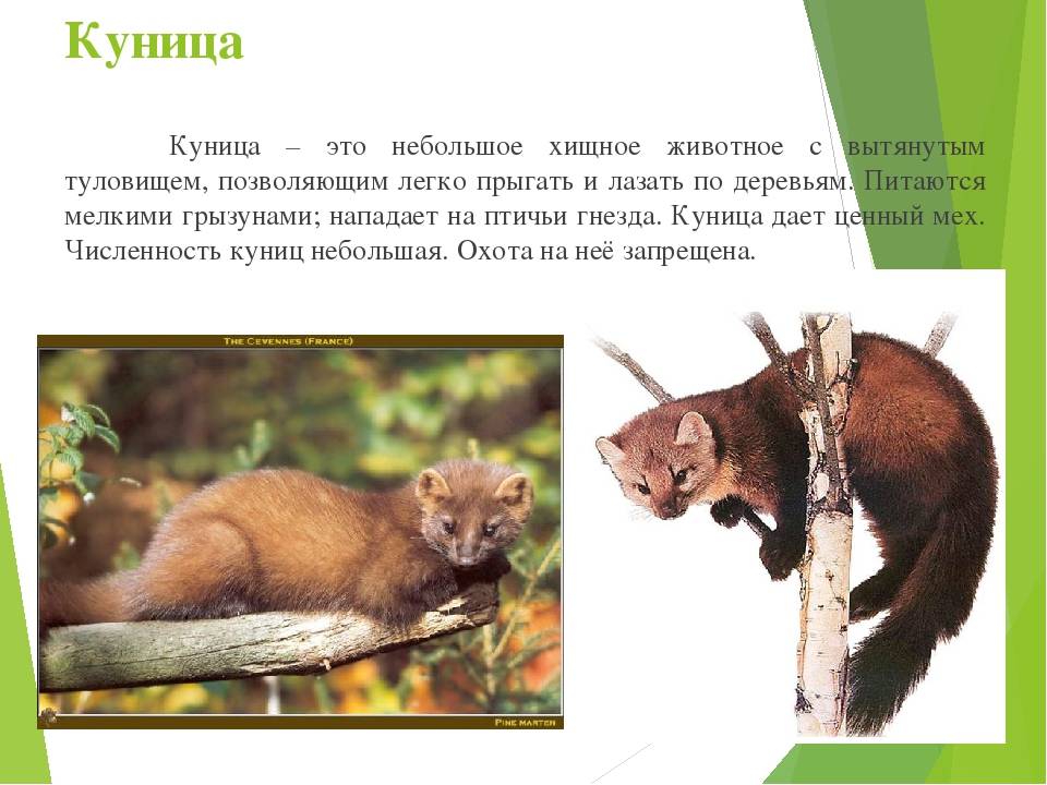 Как выглядит куница: описание вида, образ жизни лесного зверька, его главные враги