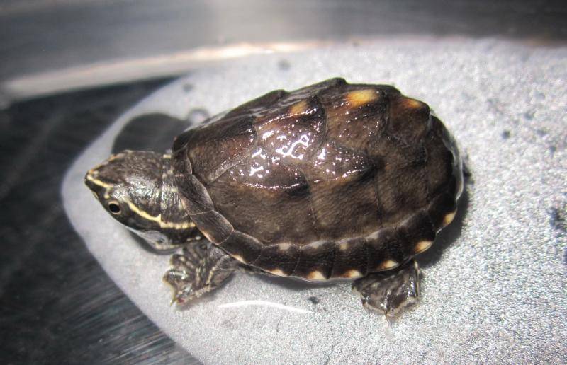 Мускусная черепаха. образ жизни и среда обитания мускусной черепахи | животный мир